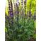 2026-06-20 Loistosalvia Salvia x sylvestris ’Blue Queen’