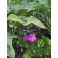 2026-06-20 Geranium sanguineum
