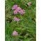 2025-09-10-16-28 'Sassy Summer Taffy' (Achillea millefolium)