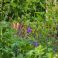 2026-06-21 Lavendel Lavandula angustifolia
