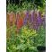 2026-06-22 Astilbe 'Montgomery'
