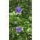 2026-06-25 Campanula persicifolia