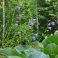 2026-06-25 Campanula persicifolia