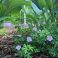 2026-06-26 Neidonkurjenpolvi Geranium sanguineum var. Striatum
