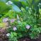 2026-06-26 Neidonkurjenpolvi Geranium sanguineum var. Striatum