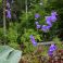 2025-06-26 Campanula persicifolia