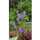 2026-06-26 Campanula persicifolia