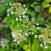 2026-06-27 Köynnöshortensia (Hydrangea anomala)