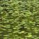 2026-06-29 Ulpukka Nuphar lutea