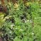 2026-07-03 Tarhakärsämö 'Terracotta' (Achillea millefolium 'Terracotta')