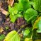 Bergenia cordifolia - ei syötävä kasvi