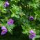 2026-07-05 Idänkurjenpolvi Geranium himalayense