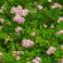 2026-07-05 Keijuangervo Spiraea japonica 'Little princess'