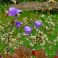 2026-07-05 Kurjenkello Campanula persicifolia