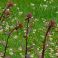 2026-07-05 Maksaruoho Sedum 'Purple Emperor'