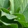 2026-07-05 Jalokuunlilja Hosta 'Krossa Regal'