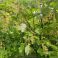HNP27313 White currant (Ribes rubrum var. albescens)