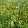 HNP27313 White currant (Ribes rubrum var. albescens)