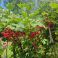 HNP27312 Redcurrant