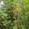 HNP27313 White currant (Ribes rubrum var. albescens)