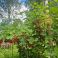 HNP27312 Redcurrant