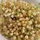 HNP27313 White currant (Ribes rubrum var. albescens)