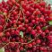 HNP27312 Redcurrant