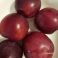 HSN26194 Prunus