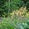 1026-07-15 Idänkurjenpolvi Geranium himalayense