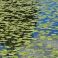 2026-07-16 Ulpukka Nuphar lutea