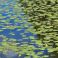 2026-07-16 Ulpukka Nuphar lutea