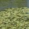 2026-07-16 Ulpukka Nuphar lutea