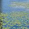 2026-07-16 Ulpukka Nuphar lutea