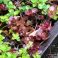 2026-07-18 Kaukasianmaksaruoho Sedum spurium 'Fuldaglut'