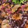 2026-07-20 Komeamaksaruoho Sedum 'Purple Emperor'