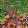 2026-07-20 Komeamaksaruoho Sedum 'Purple Emperor'