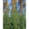 2026-07-31 Nokkonen Urtica dioica