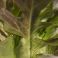 HNP27486 Ruustinna Lettuce