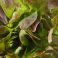 HNP27486 Ruustinna Lettuce