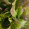 HNP27486 Ruustinna Lettuce