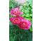 2016-06-06 Pioni
