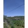 2024-04-14-14-29 Olive trees