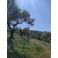 2024-04-14-14-21 Olive trees
