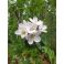 2024-05-24 Talviomena Lobo