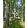 2025-06-03 Viikinsaari