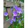 2021-09-09 Kurjenkello Campanula persicifolia
