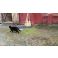 Lycklig katt