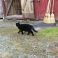 Lycklig katt