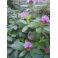 2011-06-10 Rhododendron