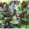 2025-06-01 Kallionauhus Ligularia 'Britt Marie Crawford'